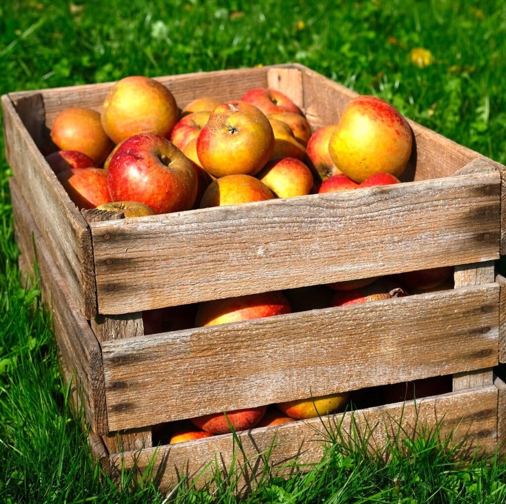 Hochstammäpfel in einer Holzkiste
