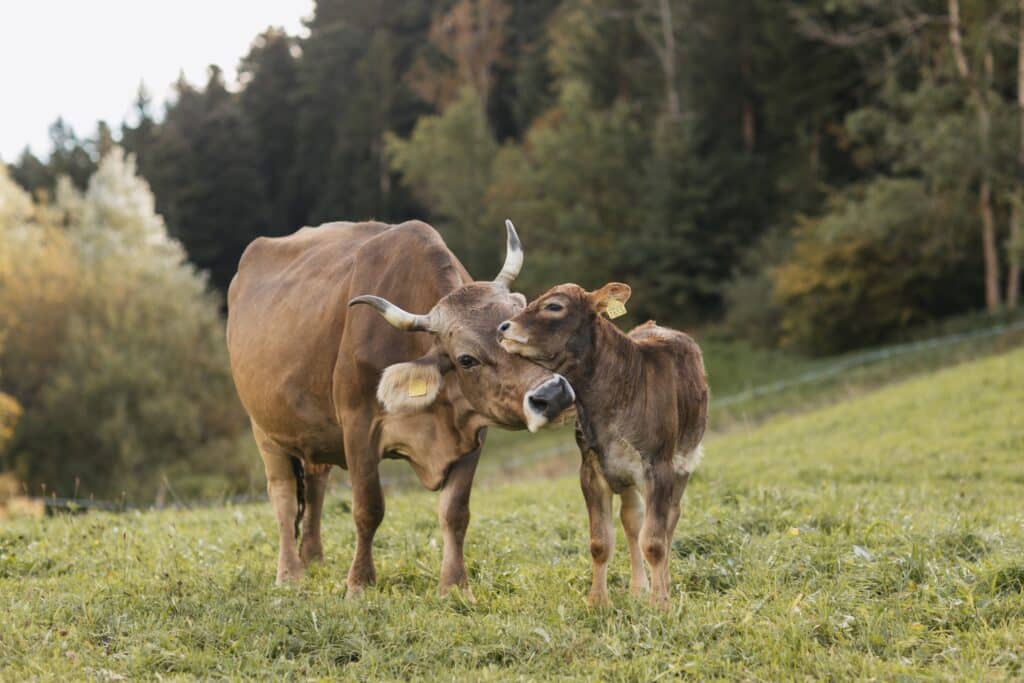 Andorramit kalb